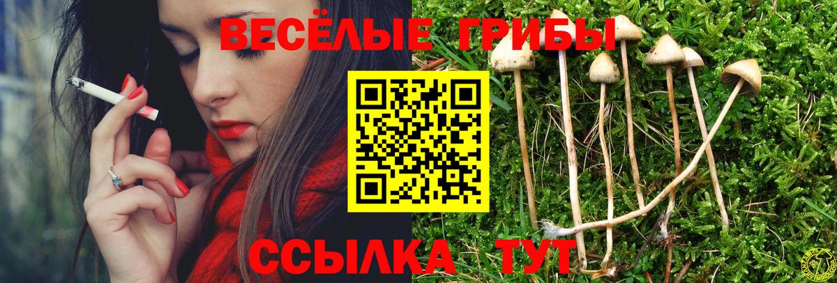 Галлюциногенные грибы Psilocybine cubensis Арсеньев